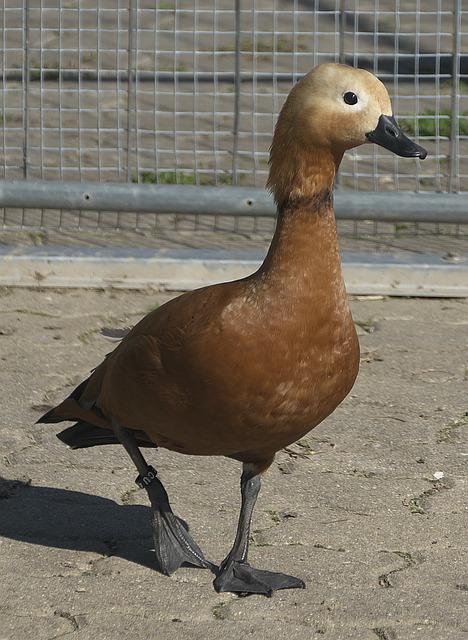 是伊万必须
